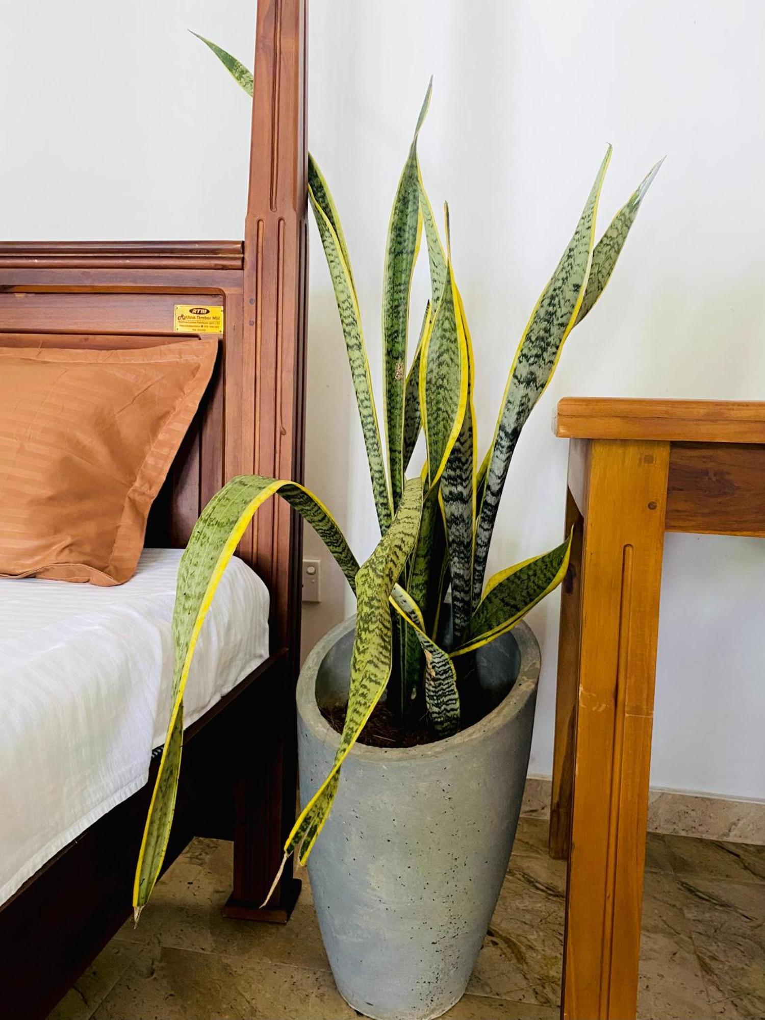 فيليغاما Sasmika Villa Surf And Yoga Hostel المظهر الخارجي الصورة